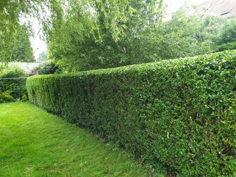 Haie taillée dans un jardin