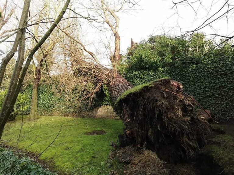 Arbre déraciné tombé dans un jardin, avant dessouchage