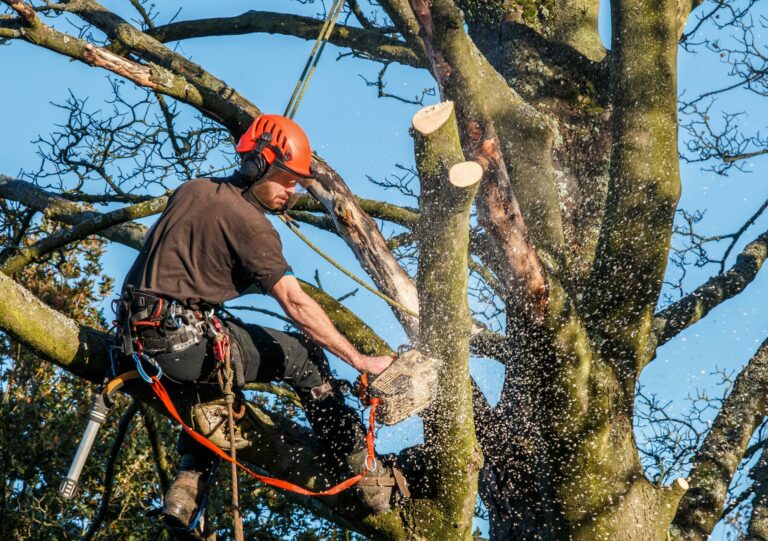 Élagage des branches d&rsquo;un arbre